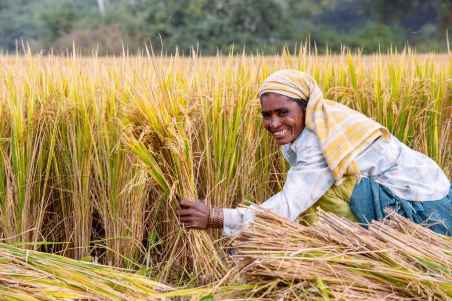 Sustainable Farming Practices in India: Key Challenges and Emerging Solutions